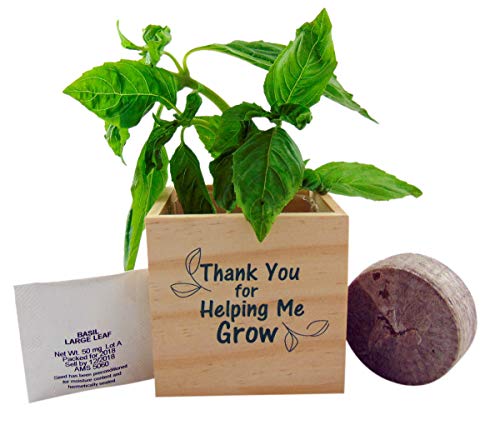 Set de ghivece de busuioc cadou pentru profesori Multumesc pentru ca m-ai ajutat sa cresc cub de lemn, 3 inchi