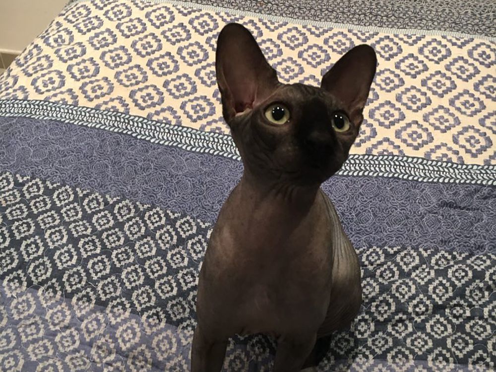 pisoi negru fara par