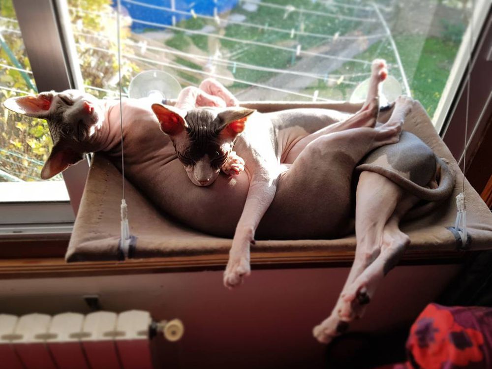 Doua pisici fara par dorm