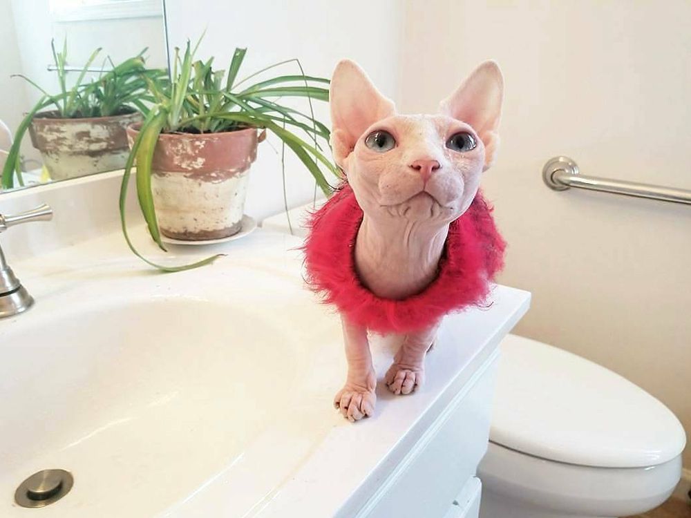 Pisica fara par cu ornament