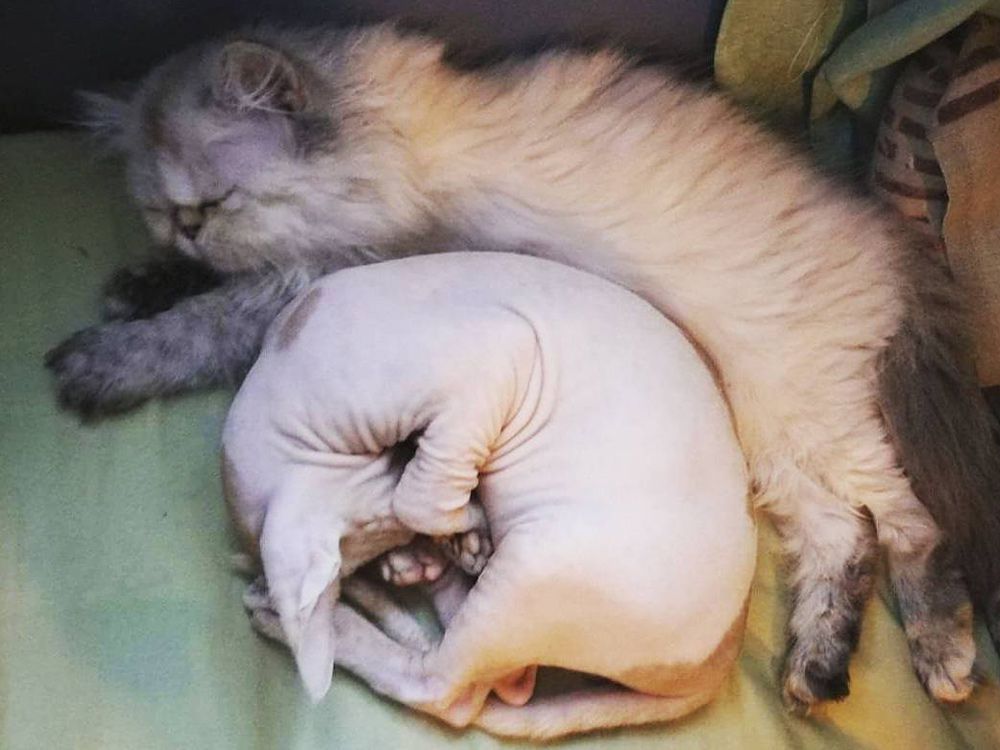 Pisicuta Sphynx cu un par lung