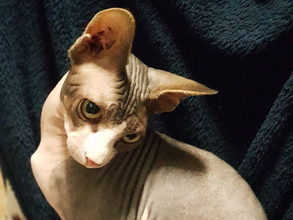 Arata pisoi fara par