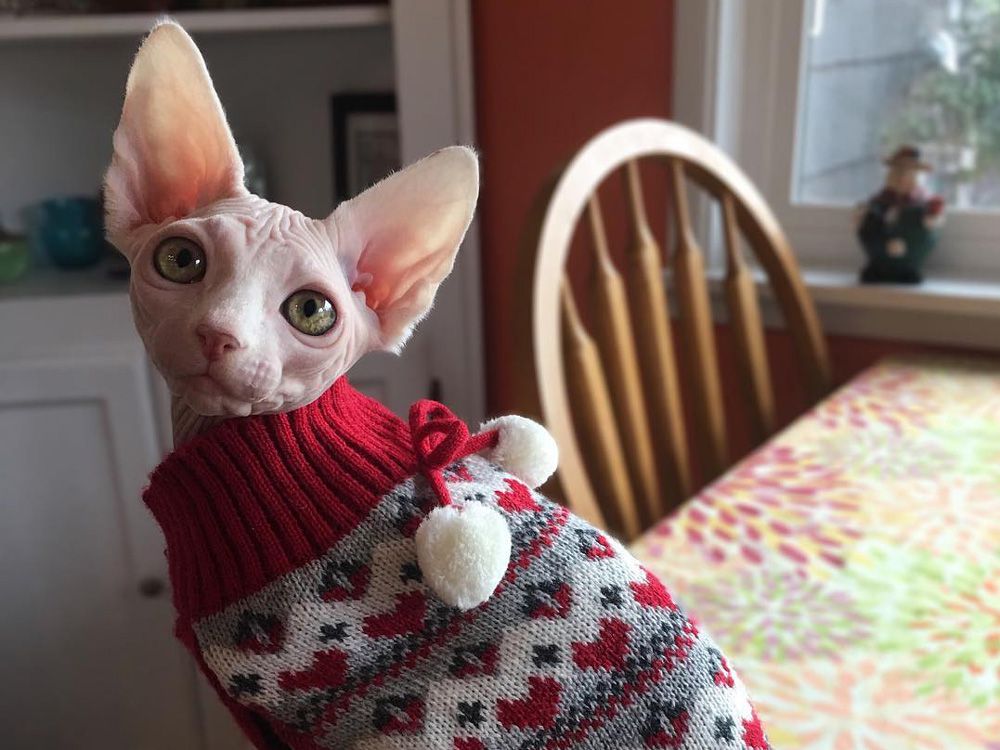 Sphynx cu pulover