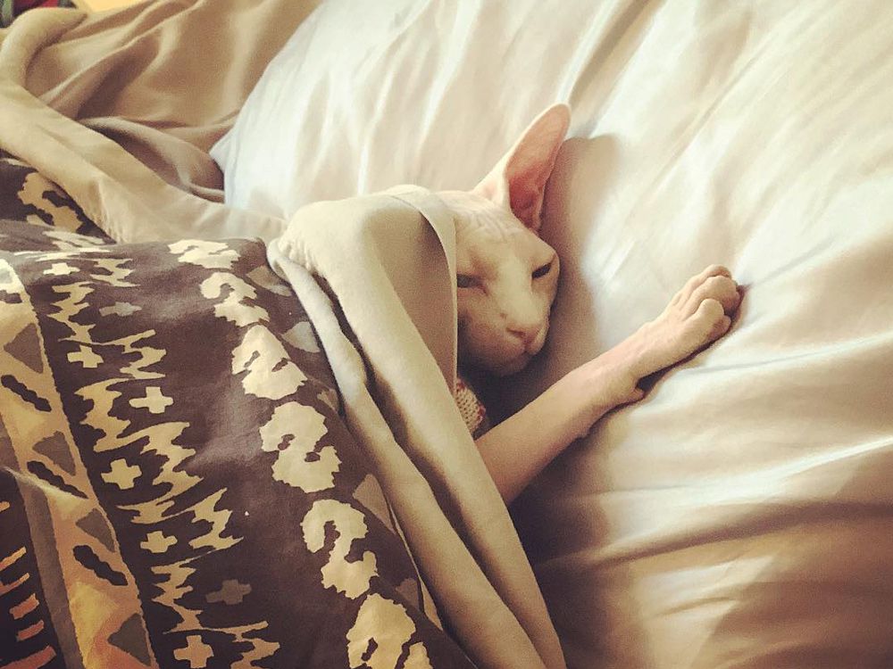 Pisica fara par in pat